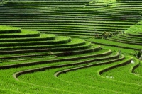 تراس های برنجی تگالالنگ (Tegalalang Rice Terrace): بهشت ​​کشاورزان و توریست ها